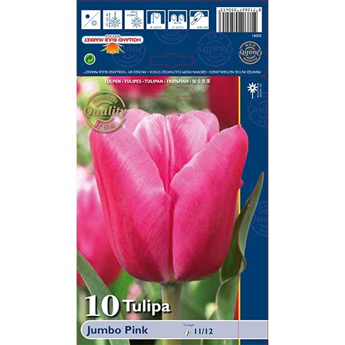 10 buc, Lalele Jumbo Pink - Bulbi: Mod de ambalare: 10 buc
