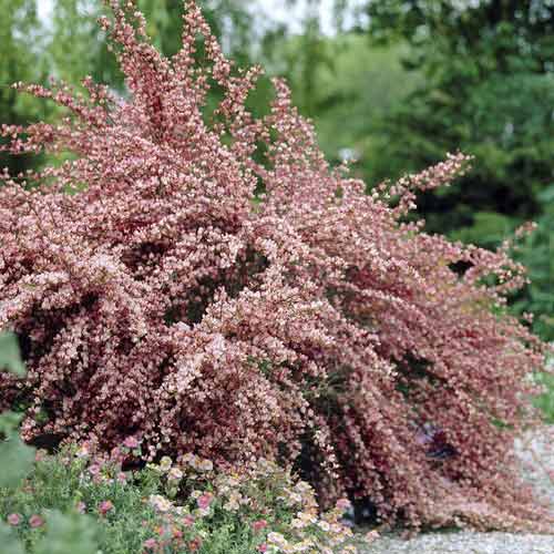 1 buc, Cytisus Moyclare Pink, C2 - Răsaduri: Mod de ambalare: 1 buc