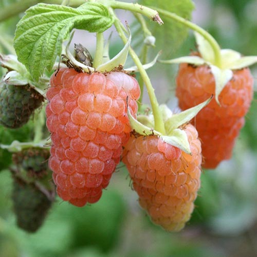 1 buc, Zmeur Orange Giant - Puieți: Mod de ambalare: 1 buc
