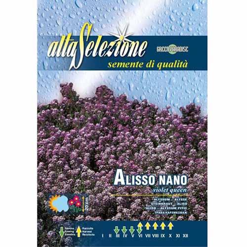 1 pac, Alyssum pitic Regina Violeta - Semințe: Mod de ambalare: 0.8 g
