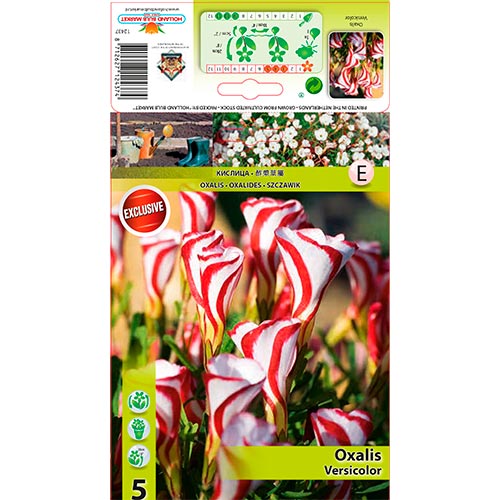 5 buc, Oxalis Versicolor - Bulbi: Mod de ambalare: 5 buc