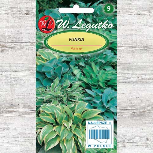 1 pac, Crin de toamnă (Hosta) mix multicolor Legutko - Semințe: Mod de ambalare: 0.1 g