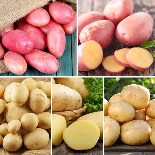 5 kg, Ofertă specială! Cartofi de sămânță Mix, set de 5 soiuri - Tuberculi: Mod de ambalare: 5 kg