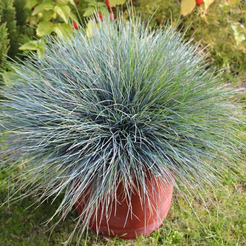 1 buc, Festuca glauca (Iarbă albastră) Elijah Blue, P9 - Răsaduri: Mod de ambalare: 1 buc