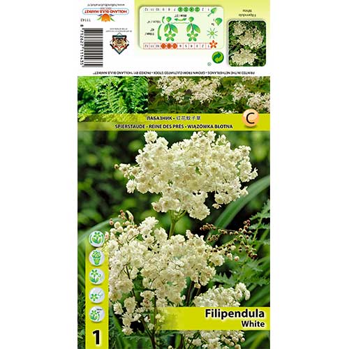 1 buc, Crețușcă (Filipendula) Alba - Bulbi: Mod de ambalare: 1 buc