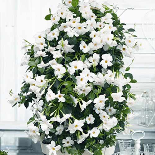 1 buc, Iasomie braziliană (Mandevilla) White - Răsaduri: Mod de ambalare: 1 buc