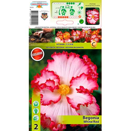 2 buc, Begonie (Crispa Marginata) White/Red - Bulbi: Mod de ambalare: 2 buc