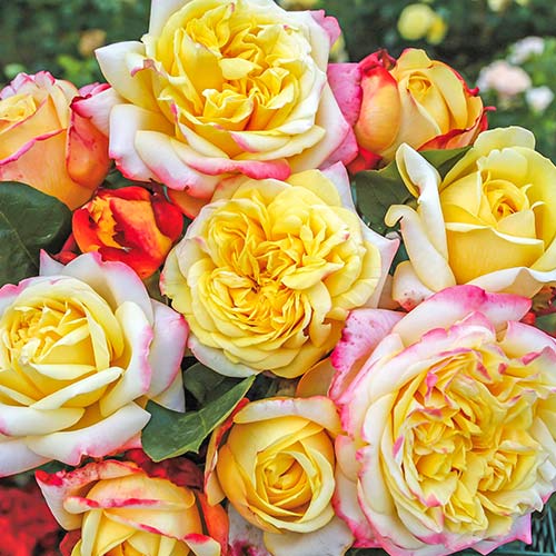 1 buc, Trandafir floribunda White Pink Yellow - Butași: Mod de ambalare: 1 buc