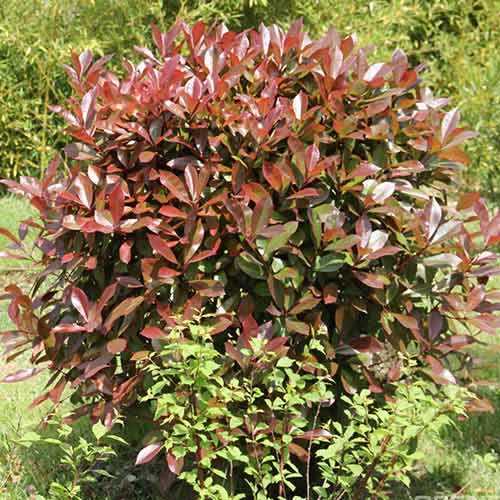 1 buc, Photinia fraseri Robusta Compacta - Răsaduri: Mod de ambalare: 1 buc