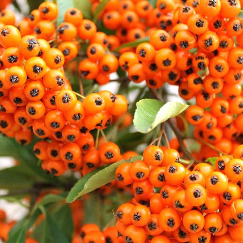1 buc, Pyracantha Orange Glow - Răsaduri: Mod de ambalare: 1 buc