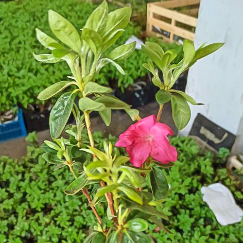 1 buc, Rhododendron Mary Helen - Răsaduri: Mod de ambalare: 1 buc
