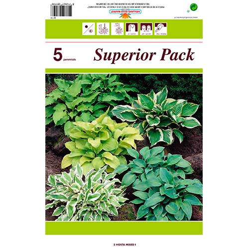 5 buc, Crin de toamnă (Hosta) mix multicolor - Bulbi: Mod de ambalare: 5 buc