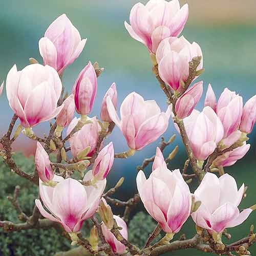 1 buc, Magnolia Soulangeana - Răsaduri: Mod de ambalare: 1 buc