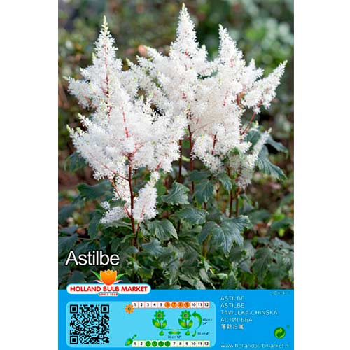 1 buc, Astilbe White - Bulbi: Mod de ambalare: 1 buc