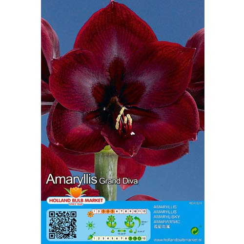 1 buc, Crin de cameră (Amaryllis) Grand Diva - Bulbi: Mod de ambalare: 1 buc