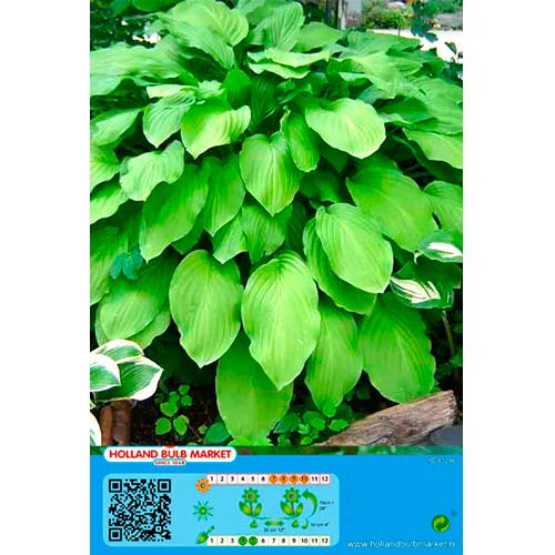 1 db, Árnyékliliom (Hosta) Honeybells - Évelő: Mod de ambalare: 1 db