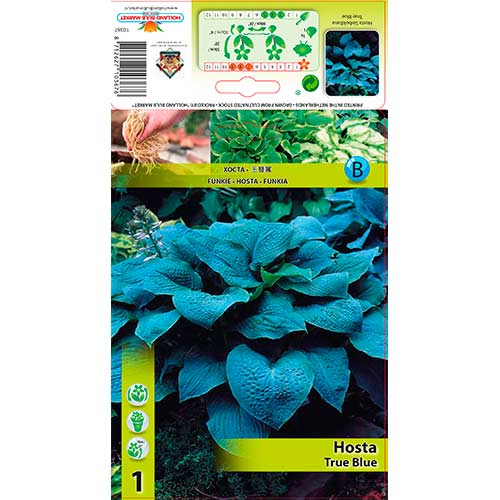 1 db, Árnyékliliom (Hosta) True Blue - Évelő: Mod de ambalare: 1 db