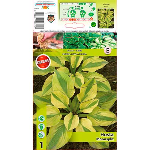 1 db, Árnyékliliom (Hosta) Moonsplit - Évelő: Mod de ambalare: 1 db