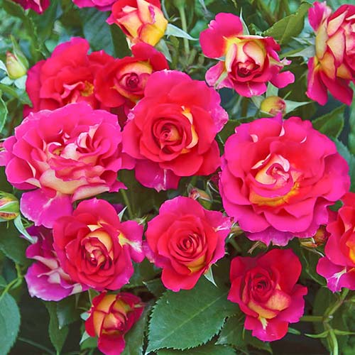 1 db, Rózsák floribunda Brera - Palánták: Mod de ambalare: 1 db
