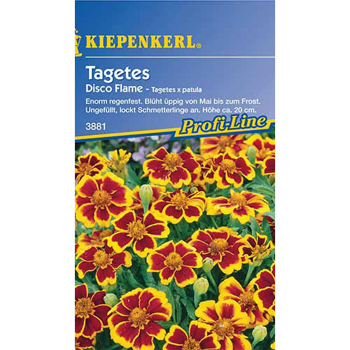 1 szt, Tagetes Disco Flame - Samen: Ilość w opakowaniu: 1 Stück