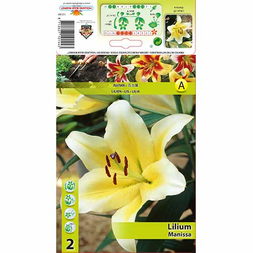 2 Stück, Lilie Manissa - Blumenzwiebeln: Ilość w opakowaniu: 2 Stück