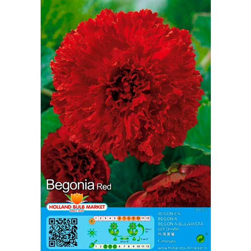 1 szt, Begonie Fimbriata Red - Stauden: Ilość w opakowaniu: 2 Stück