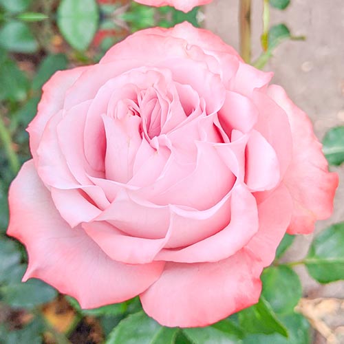 1 Pflanze(n), Großblütige Rose Lilu Wonder - Setzlinge: Ilość w opakowaniu: 1 Pflanze(n)