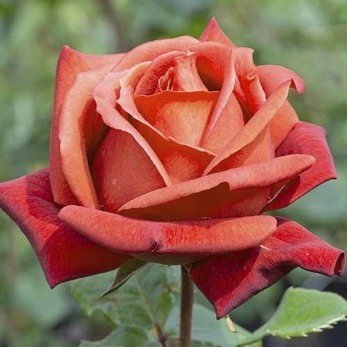 1 Pflanze(n), Großblumige Rose Terracotta - Setzlinge: Ilość w opakowaniu: 1 Pflanze(n)