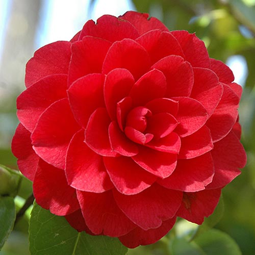 1 Stück, Japanische Kamelie Red - Stauden: Ilość w opakowaniu: 1 Stück