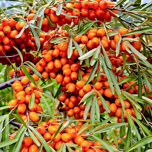 1 Pflanze(n), Sanddorn Friesdorfer Orange, P9 - Setzlinge: Ilość w opakowaniu: 1 Pflanze(n)
