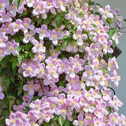 1 Pflanze(n), Clematis Elizabeth - Setzlinge: Ilość w opakowaniu: 1 Pflanze(n)