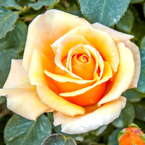 1 Pflanze(n), Großblütige Rose Valencia - Setzlinge: Ilość w opakowaniu: 1 Pflanze(n)