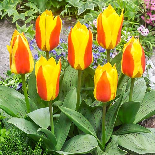 5 Stück, Tulpe Bon Bini - Blumenzwiebeln: Ilość w opakowaniu: 5 Stück