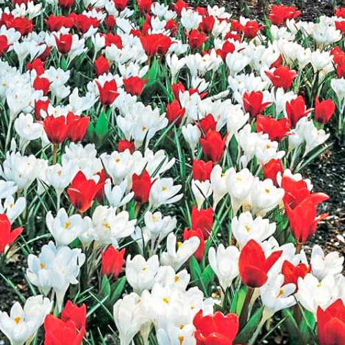Tolles Angebot! Tulpe, Set von 10 Sorten - Blumenzwiebeln: Ilość w opakowaniu: 10 Stück