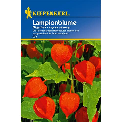 1 szt, Lampionblume Gigantea Kiepenkerl - Samen: Ilość w opakowaniu: 1 Stück