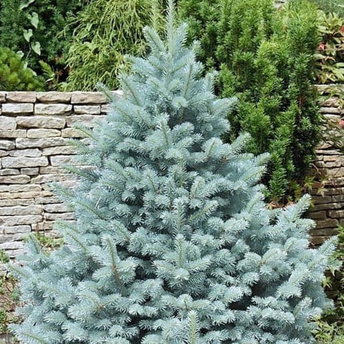 1 Pflanze(n), Blaue Stechfichte Kaibab, Р9 - Setzlinge: Ilość w opakowaniu: 1 Pflanze(n)