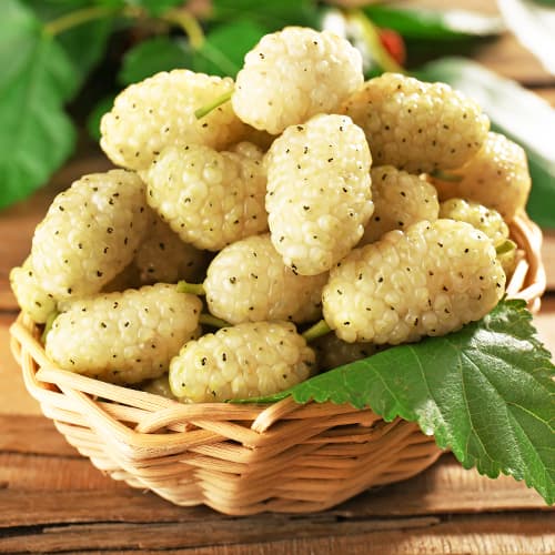 Amoreira branca - Plântulas: Ilość w opakowaniu: 1 plant