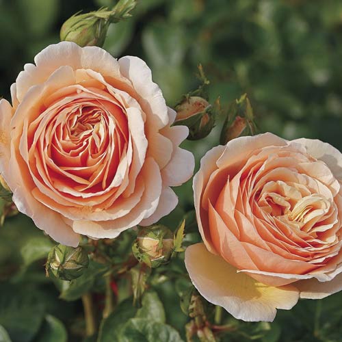 Rosa de flor grande Tropicana , C5 - Plântulas: Ilość w opakowaniu: 1 plant