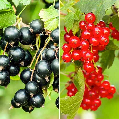 Dúo de grosellas rojas, 2 plantas - Plántulas: Ilość w opakowaniu: 2 plantas