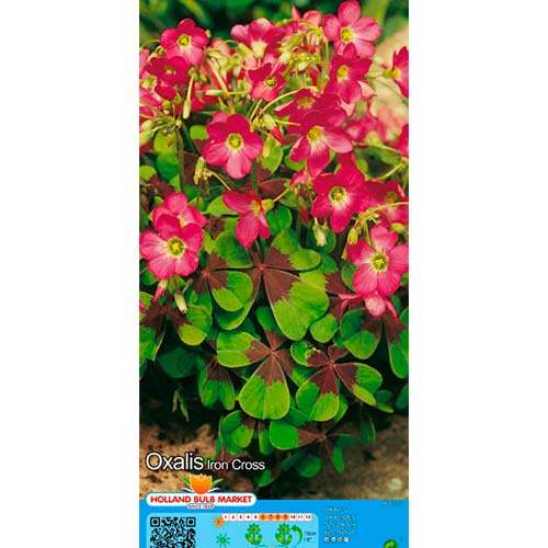 Oxalis Deppei Iron Cross - Bulbos: Ilość w opakowaniu: 20 bulbos