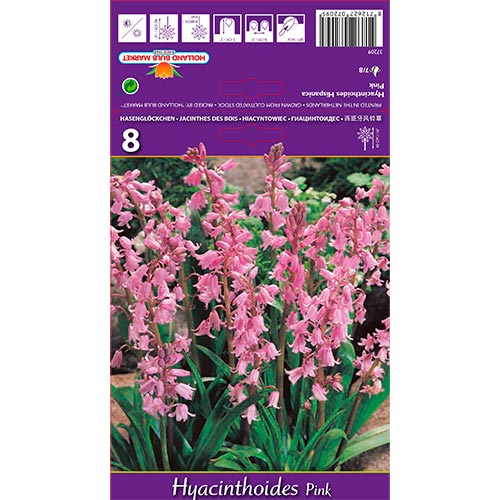 Hyacinthoides Rosa - Bulbos: Ilość w opakowaniu: 8 bulbos