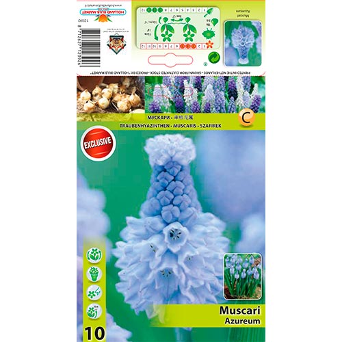 Muscari Azureum - Bulbos: Ilość w opakowaniu: 10 bulbos
