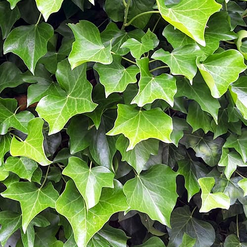 Hiedra irlandesa, P9 - Plántulas: Ilość w opakowaniu: 1 plant