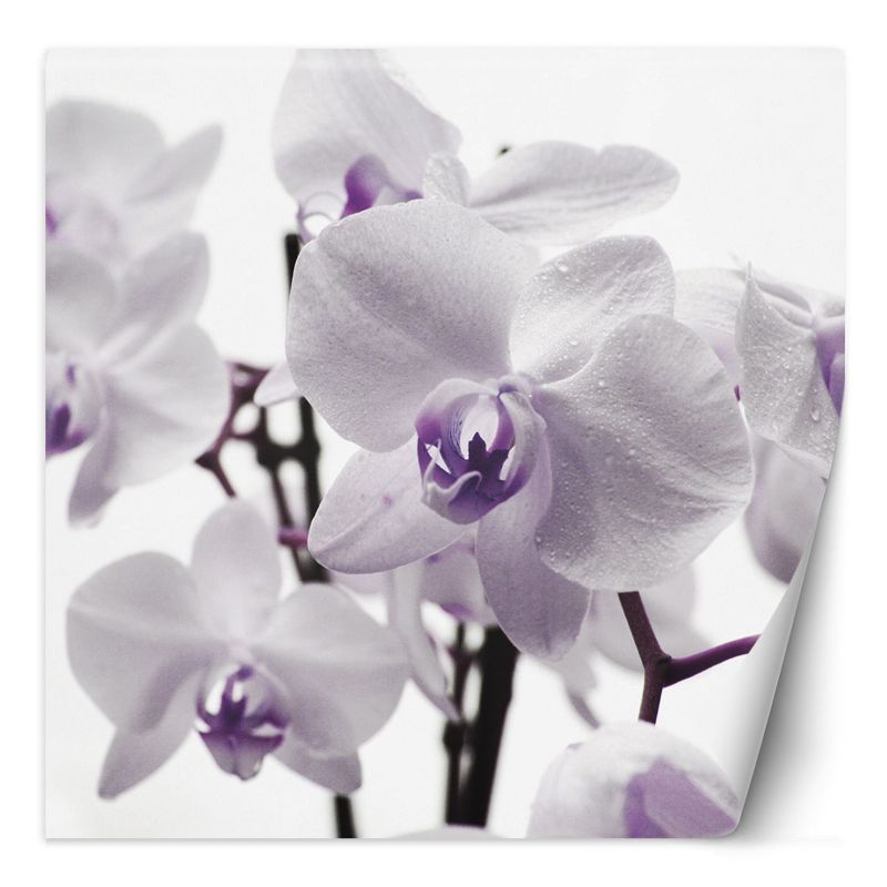 Fototapeta Feeby Fioletowa orchidea z rosą na płatkach 200x200 1 szt