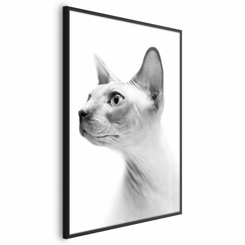 Plakat Artgeist bezwłosy kot 29,7x42 cm z ramą czarną 1 szt