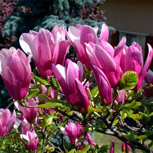 1 sadz, Magnolia George Henry Kern - Sadzonki: Ilość w opakowaniu: 1 sadz