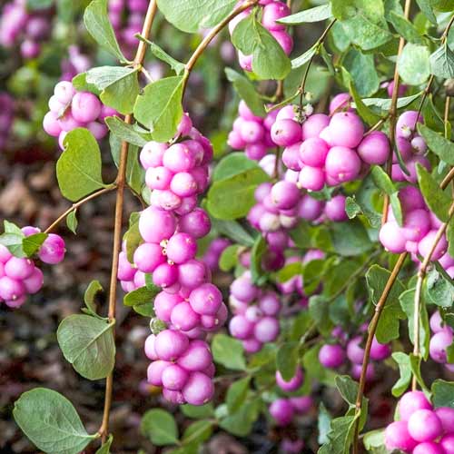 1 sadz, Śnieguliczka Magic Berry - Sadzonki: Ilość w opakowaniu: 1 sadz
