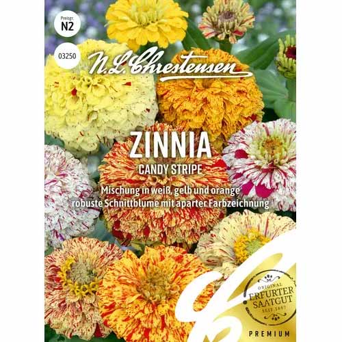 Cynia Candy Stripe - Nasiona. Ilość w opakowaniu: 1 opak - GradinaMax