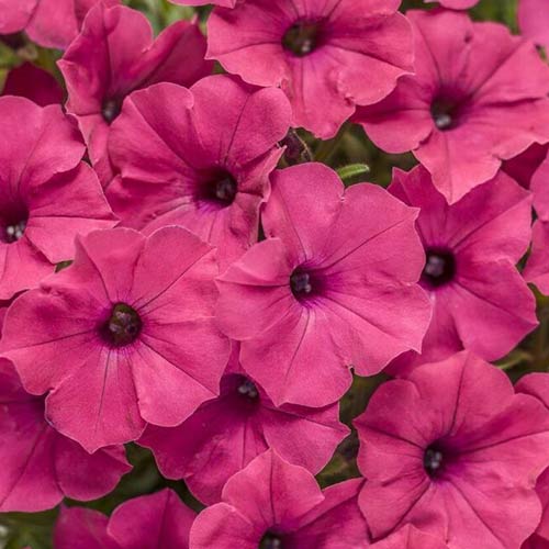1 szt, Petunia zwisająca Fortunia różowa - Nasiona: Ilość w opakowaniu: 0.1 g