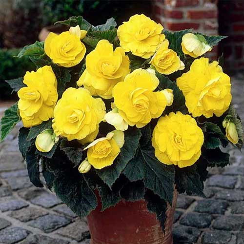 1 szt, Begonia bulwiasta drobnokwiatowa o pędach zwisających Pendula F1, żółta - Nasiona: Ilość w opakowaniu: 0,05 g